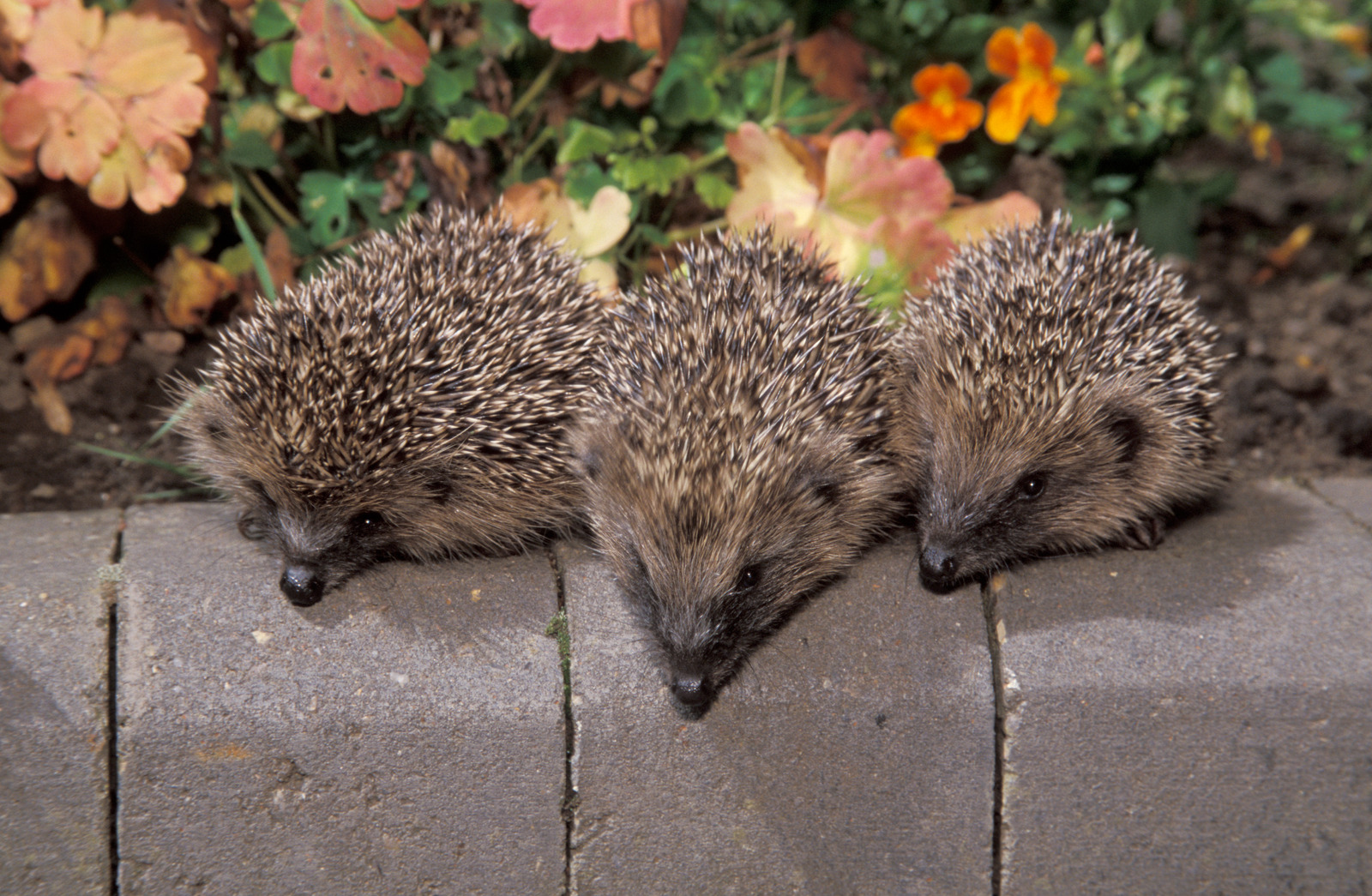 Le centre – Chez Risson, le hérisson